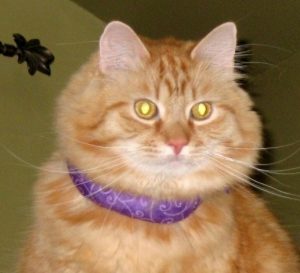 finnegan