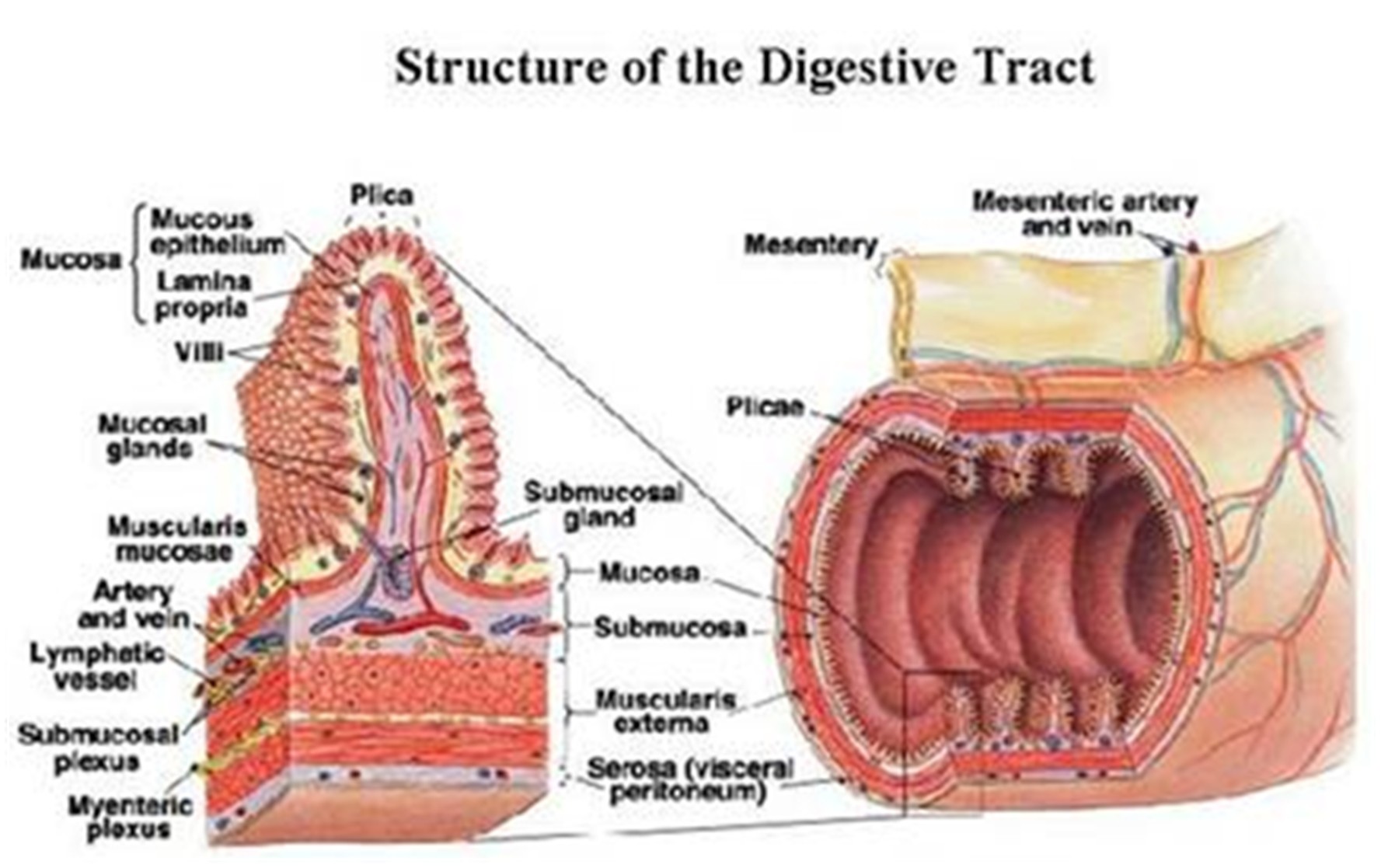 Intestino mucosa