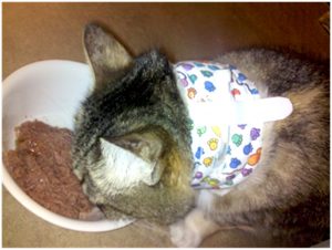 feeding tube collars for cats